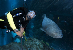 Shark Dive at Dubai Aquarium and Underwater Zoo 3